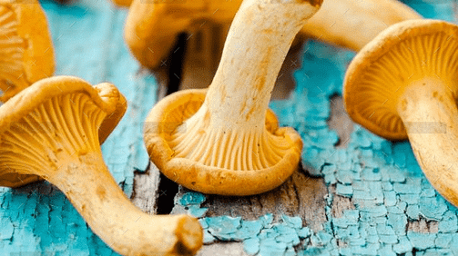 demo-attachment-1548-fresh-chanterelle-mushrooms-on-a-wooden-P5YD4CZ@2x